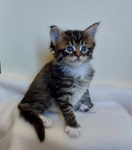 whatsapp image 2025-11-29 at 11.47.13.jpeg