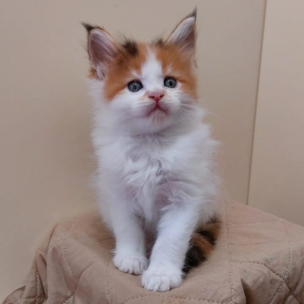 Michelle 6 week disponibile