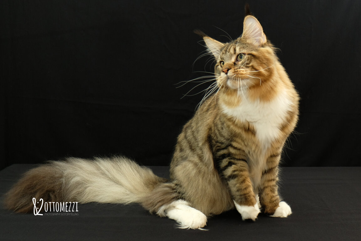 acef1dab-fb43-4587-8971-8bfc29be4777