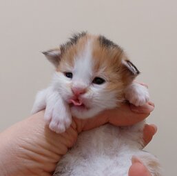 c23b0f1d-2851-4459-b0c2-b287a21f4c3d