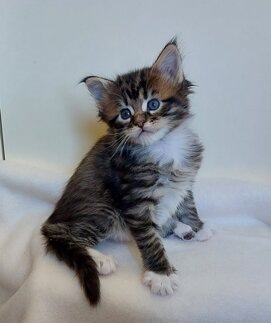 whatsapp image 2025-11-29 at 11.47.47.jpeg