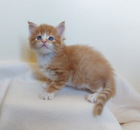 whatsapp image 2025-11-29 at 11.47.48 (1).jpeg