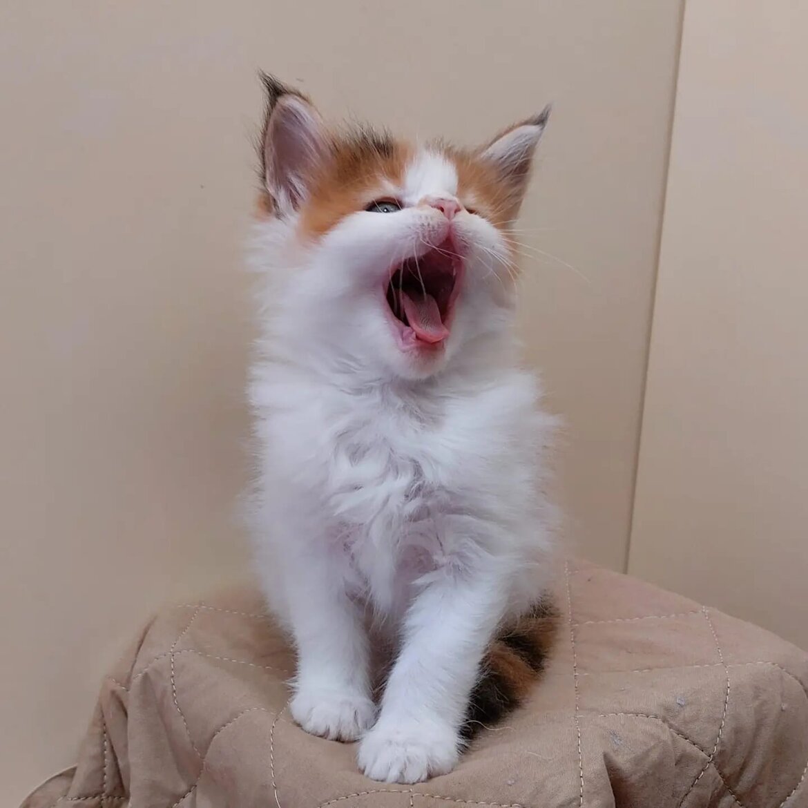 Michelle 6 week disponibile