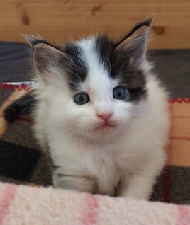 whatsapp image 2025-11-29 at 11.46.56.jpeg