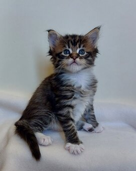 whatsapp image 2025-11-29 at 11.47.47 (1).jpeg