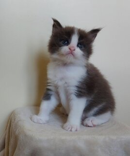 whatsapp image 2026-08-29 at 12.11.27.jpeg
