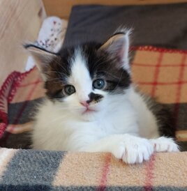 whatsapp image 2025-11-29 at 11.47.11 (1).jpeg