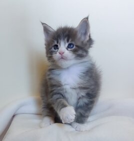 whatsapp image 2025-11-29 at 11.47.10 (1).jpeg