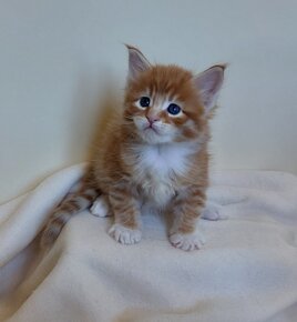 whatsapp image 2025-11-29 at 11.47.03 (1).jpeg