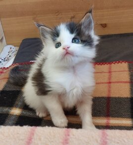 whatsapp image 2025-11-29 at 11.46.53.jpeg