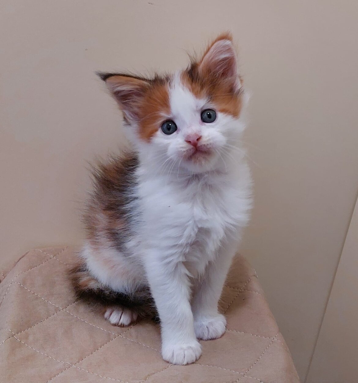 Milagros 6 week disponibile