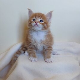 whatsapp image 2025-11-29 at 11.47.01.jpeg