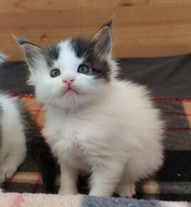 whatsapp image 2025-11-29 at 11.47.09.jpeg