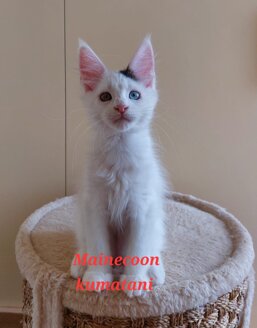 79cfbb46-81ce-431a-9b6d-1fb81fc6c8cc