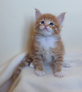 whatsapp image 2025-11-29 at 11.47.00.jpeg