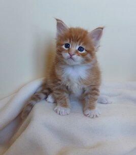 whatsapp image 2025-11-29 at 11.47.03.jpeg