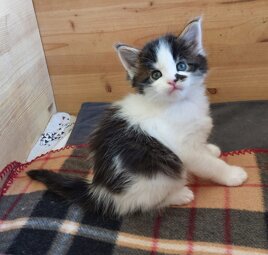 whatsapp image 2025-11-29 at 11.47.12 (1).jpeg