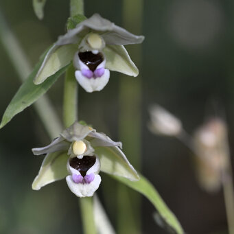 Epipactis helleborine