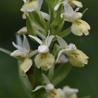 Dactylorhiza insularis