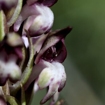 Anacamptis coriophora fragrans