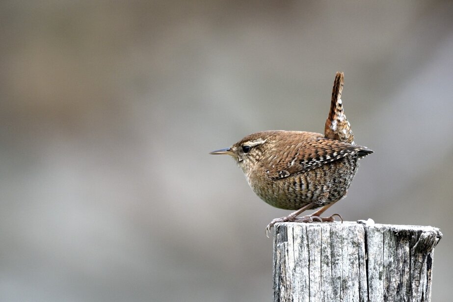 Foto Loriano Moscatelli