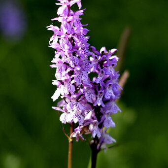Dactylorhiza fuchsii