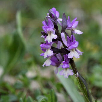 Dactylorhiza romana romana