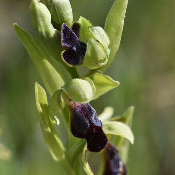 Ophrys fusca funerea