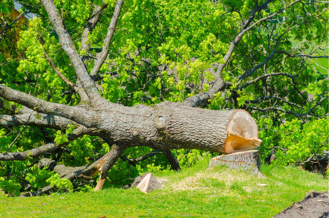 abbattimento alberi alto fusto