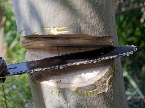 abbattimento albero privato