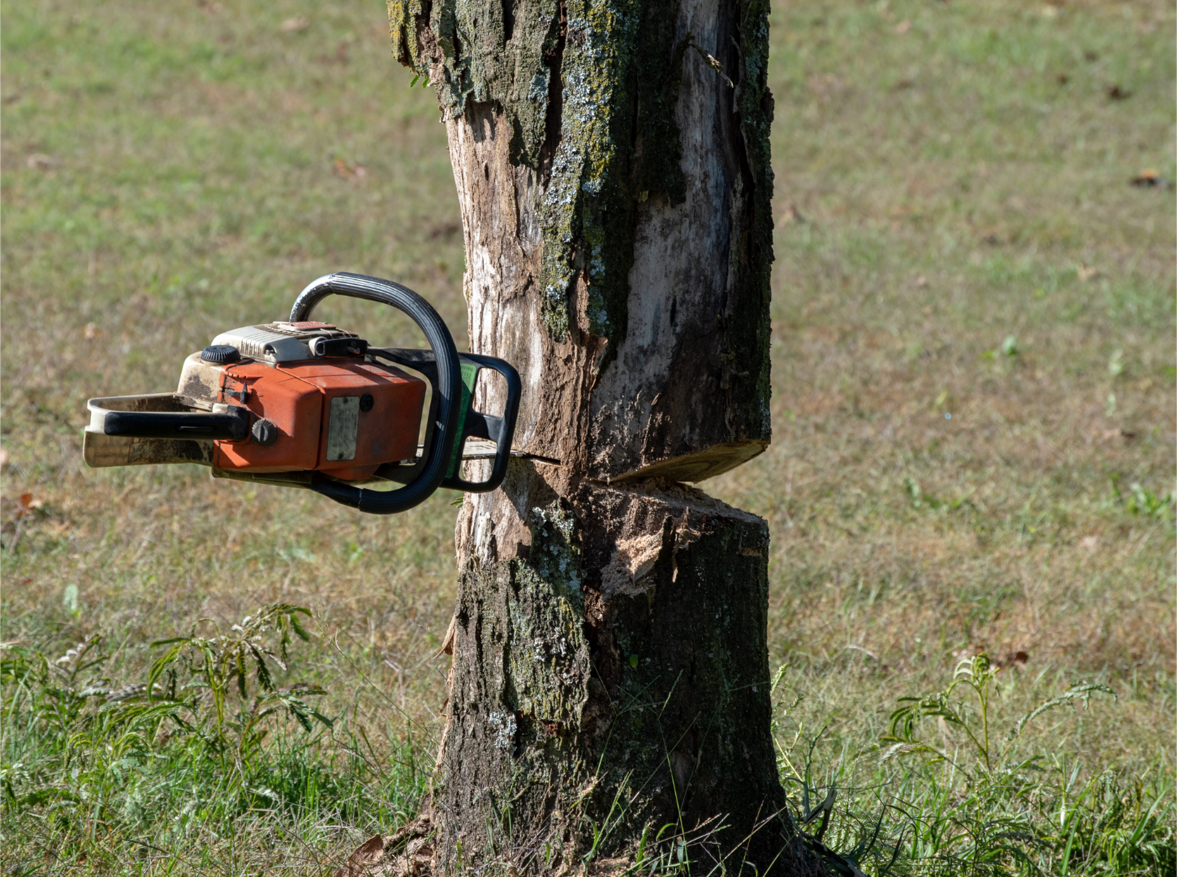 abbattimento alberi condomini
