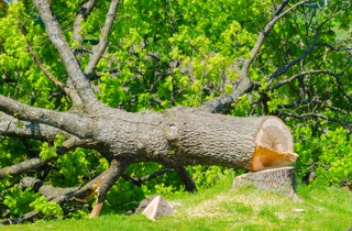 servizi di abbattimento alberi
