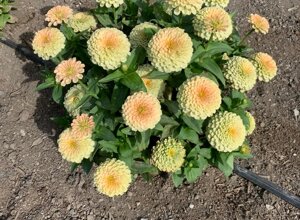 zinnia%20rosetta%20lemontoyellow.jpeg zinnia%20rosetta%20lemontoyellow.jpeg