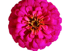 zinnia%20eldorado%20mixed%20(3).jpeg zinnia%20eldorado%20mixed%20(3).jpeg