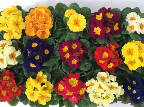 primula sprint mixed - copia.jpeg