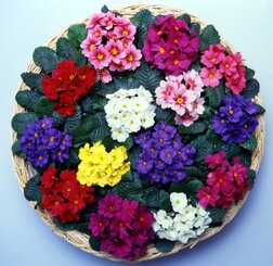 primula wanda mix.jpeg