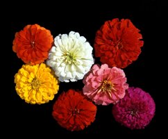 zinnia master mix - copia.jpeg