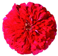 master cherry rose.jpeg