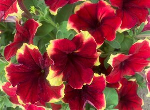 petunia%20allegra%20(24).jpeg