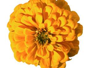 zinnia%20eldorado%20mixed%20(3).jpeg