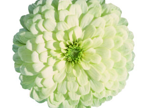eldorado%20rose%20(2).jpeg