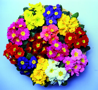 primula acaulis leonardo mix.jpeg