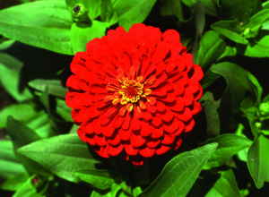 zinnia%20rosetta%20lemon%20to%20salmon.jpeg zinnia%20rosetta%20lemon%20to%20salmon.jpeg