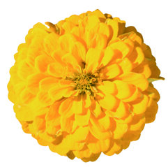 master yellow (1).jpeg