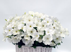 pansy%20sweet%20pea%20mixed%20(1).jpeg