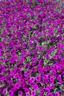 garden beauty 1.jpeg garden beauty 1.jpeg