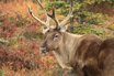 caribou-free image pixabay.jpeg caribou-free image pixabay.jpeg
