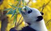 asia centrale panda free image pixabay.jpeg asia centrale panda free image pixabay.jpeg