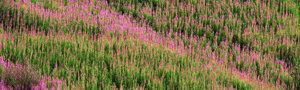 dsc_3475_1.jpeg