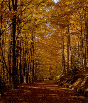 _dsc2972.jpeg
